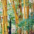   Colômbia e Equador já usam o bambu como estrutura de edifícios