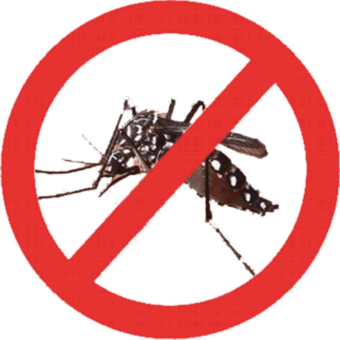   Dengue: O que você tem feito para combater o mosquito?